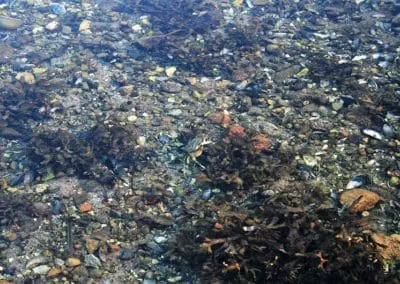 Fjordens klare vand er en oplevelse for lystfiskeri
